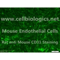 CD1 Mouse Primary Placental Endothelial Cells